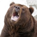 Kamtšatkal tapeti elumajja tunginud agressiivne karu