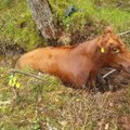ФОТО | Спасатели с помощью трактора спасли корову, застрявшую в болоте