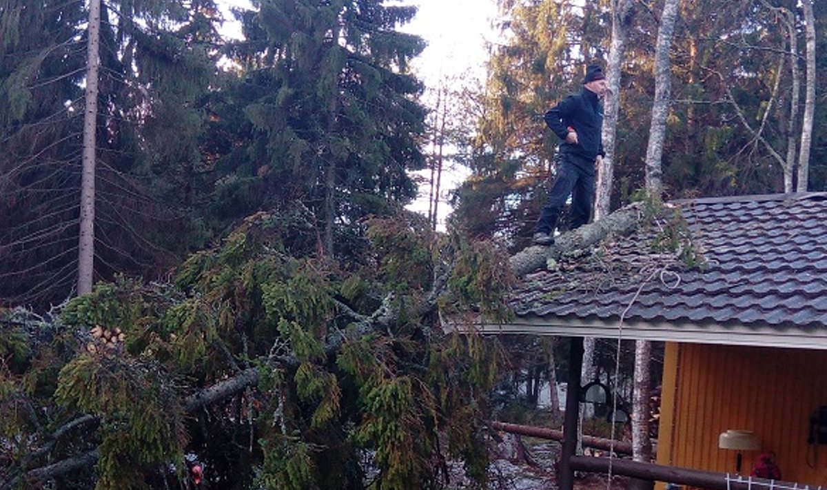 Tormiga katusele kukkunud puu võib tuua kaasa märgatava kahju.