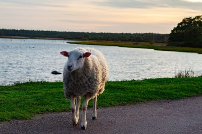 Lammas teel