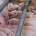 Поросят пощадили: свиноводство Ekseko избежало жестких ограничений