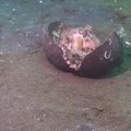 VIDEO: Kaheksajalg peidab end kookospähklis (eluslooduses ainulaadne nähtus)