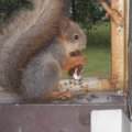 LUGEJA FOTOD JA VIDEO: Oravad on muutumas üha jultunumateks!