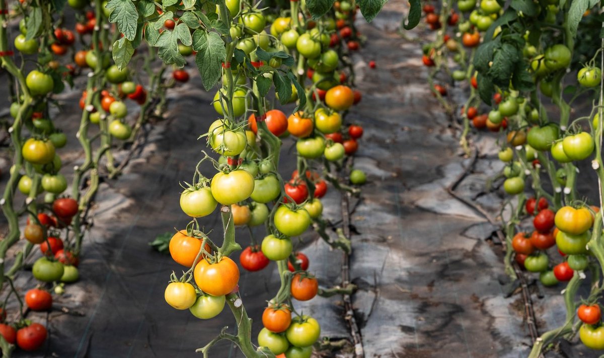 Rohelised tomatid järelküpsevad õige hoiustamise korral kenasti punaseks.