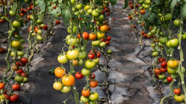 Kuidas rohelised tomatid järelvalmima panna, nii et oma aia saaki jaguks advendini