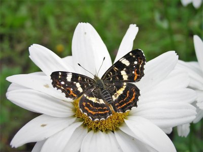 Nõgeseliblikal (Araschnia levana) on meil kaks hästieristuvat põlvkonda aastas; kevadine põlvkonna liblikatel on tiibade põhitoon oranž, suvistel must. Nõgeseliblikal on tüüpilised mitme põlvkonnaga liigi tunnused: ta on üsna väike, talvitub nukuna ja toitub kõrvenõgesel – taimel, kes pakub liblika röövikutele toitu pika perioodi jooksul.
