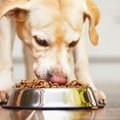4 punkti: kas sinu koera toit on oma raha ikka väärt?