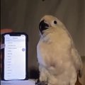 LUSTAKAS VIDEO | Papagoil on iga telefonihelina jaoks oma tants