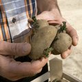 Nüüd saab taotleda erakorralist kartuli- ja avamaaköögiviljakasvataja toetust
