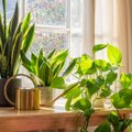 И противогаз не нужен: 6 растений, которые очистят воздух в вашей квартире