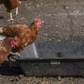 VIDEO | Õõvastavad kaadrid Eestiga seotud munatootja telgitagustest – kanade keppidega peksmine ja elusana prügikonteinerisse viskamine