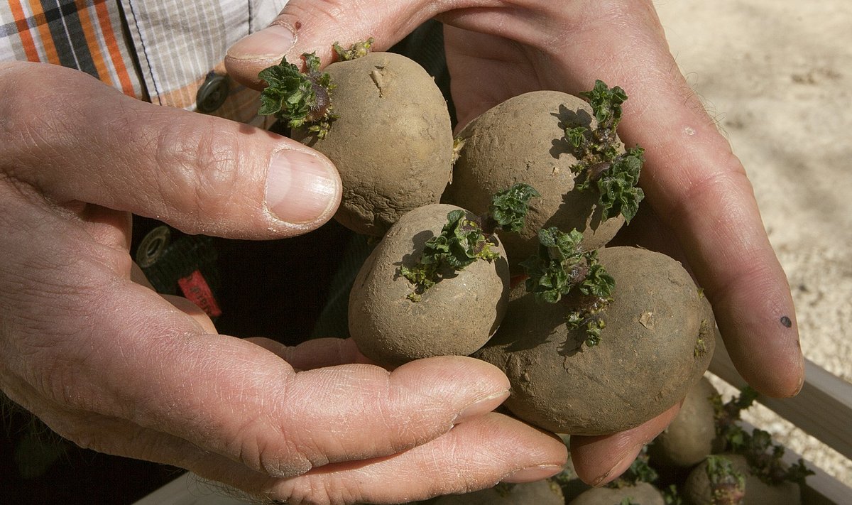"Olen tänavu aiapidajatele eelidandanud sellise kartuli, kus idud on juba rohelised – nii kui mulda paned, on see kartul kaks nädalat arengus ees,“ tutvustab Kalle Hamburg kartulisorti 'Flavia', mida müüakse neljakilostes kastides.