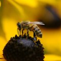 Targemad, kui me arvasime: mesilased on teadaolevalt esimesed putukad, kes saavad aru number nulli keerulisest tähendusest!
