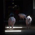 В связи с распространением свиной чумы государство потратило уже более полумиллиона евро