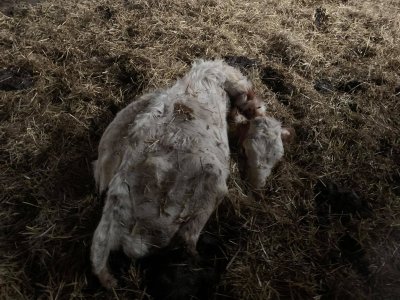 Luha laut Assamallas, kus lehmad üksteise järel surid
