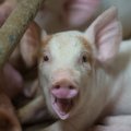 Seakasvatajad pelgavad surmava sigade aafrika katku levimist Leedust Eestisse