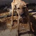 Hingepuudutav VIDEOLUGU | teekond nälginud ja hirmunud koerast südamliku perelemmikuni