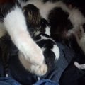 KURIOOSUM | Filmioperaator leidis voodi alt pesakonna kassipoegi, kelle olemasolust ei olnud tal aimugi