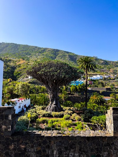 Icod de los Vinose vanalinnas kasvab endeemiline draakoni­puu, mille vanuseks arvatakse pea 2000 aastat ja mida Kanaari saarte põliselanikud guantšid pidasid pühaks puuks, hea energia allikaks.