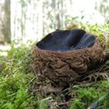 В Эстонии растет гриб, продлевающий молодость?