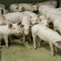 VTA: 99% Eesti sigadest kasvatatakse bioohutusnõuetele vastavates farmides