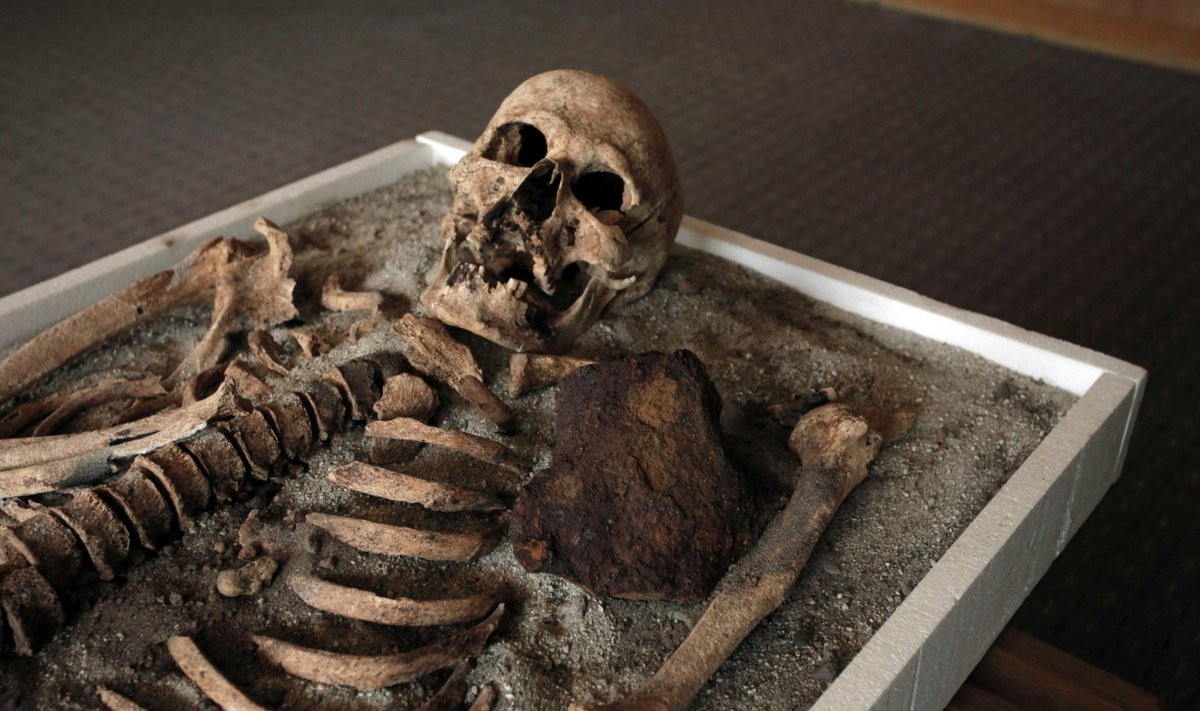 Keskajal surnud inimese skelett Bulgaaria riiklikus muuseumis. Luukere pildil pole artikliga seotud. 