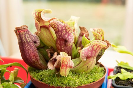 Nepenthes Hookeriana, poti-kanntaim 