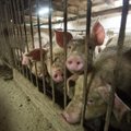 Antibiootikumide kasutamisel loomakasvatustes on inimeste tervisele tõsised tagajärjed