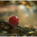 Galerii | Maalehe fotokonkursi „Näe, ma pildistasin seent!“ erilised kärbseseened