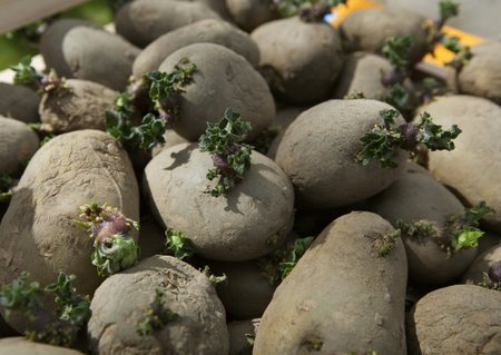 Eelidandatud kartuli idud on tugevad ja rohelised.