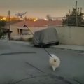 ВИДЕО | Когда выходить из дома нельзя: житель Кипра придумал хитрый способ выгула собаки во время карантина