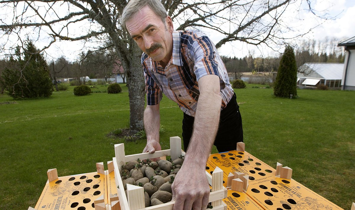 Kartulikastidel võiks poodides kas või väike varikatus peal olla, et neid otsese valguse eest kaitsta,“ soovitab kogenud kartulikasvataja Kalle Hamburg.