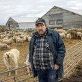 Hundid muudkui murravad lambaid ja sööta ka ei jagu: Valgamaa suurim lambakasvataja paneb kõik loomad müüki