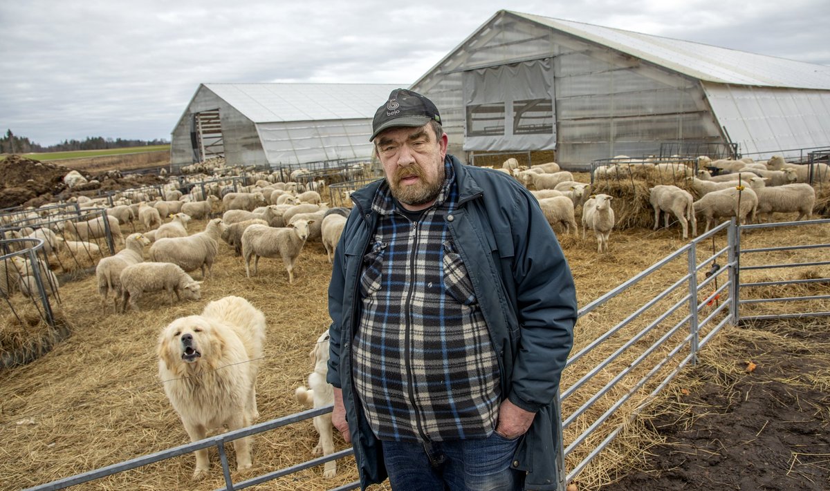 OÜ Kopra Karjamõisa omanik Jüri Koppel räägib, et lambaid ohustavad nii hundid kui ilvesed. „Mul on ilves tõmmanud 32 lammast kahe päevaga maha.“