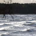 В Финском заливе обнаружен мексиканский моллюск