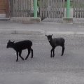 FOTOD: mustad lambad Haapsalu tänavatel!