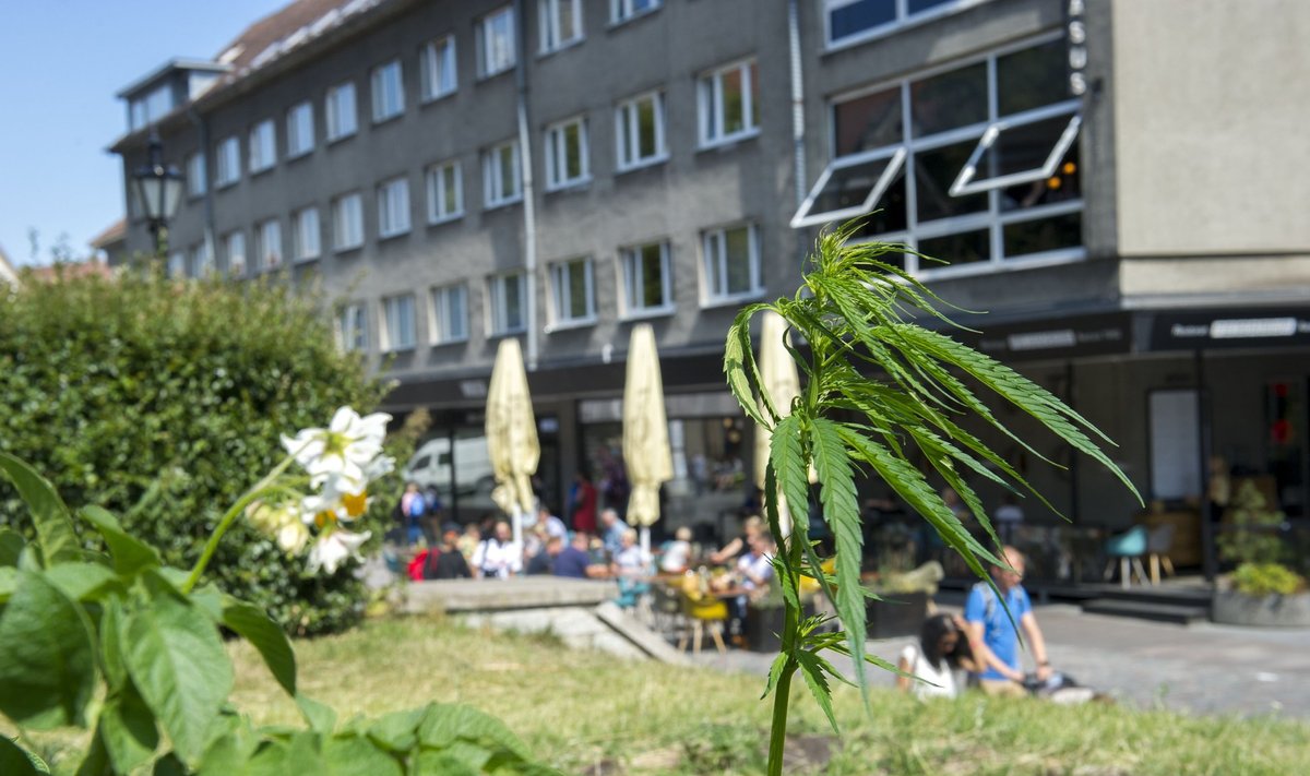 Tallinna südalinnas Harju tänaval pandi kevadel maha kartul. Suvel nähti seal kasvamas kanepit. Tuleval aastal sirgub sealkandis energiavõsa?