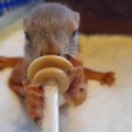 Vahva VIDEO | Kriitilises seisus leitud oravapojast on saanud paras ahnepäts