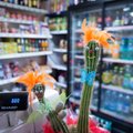 VIDEO | Mis juhtub, kui jätta suure supermarketi lettidele vaid kohalikud tooted?