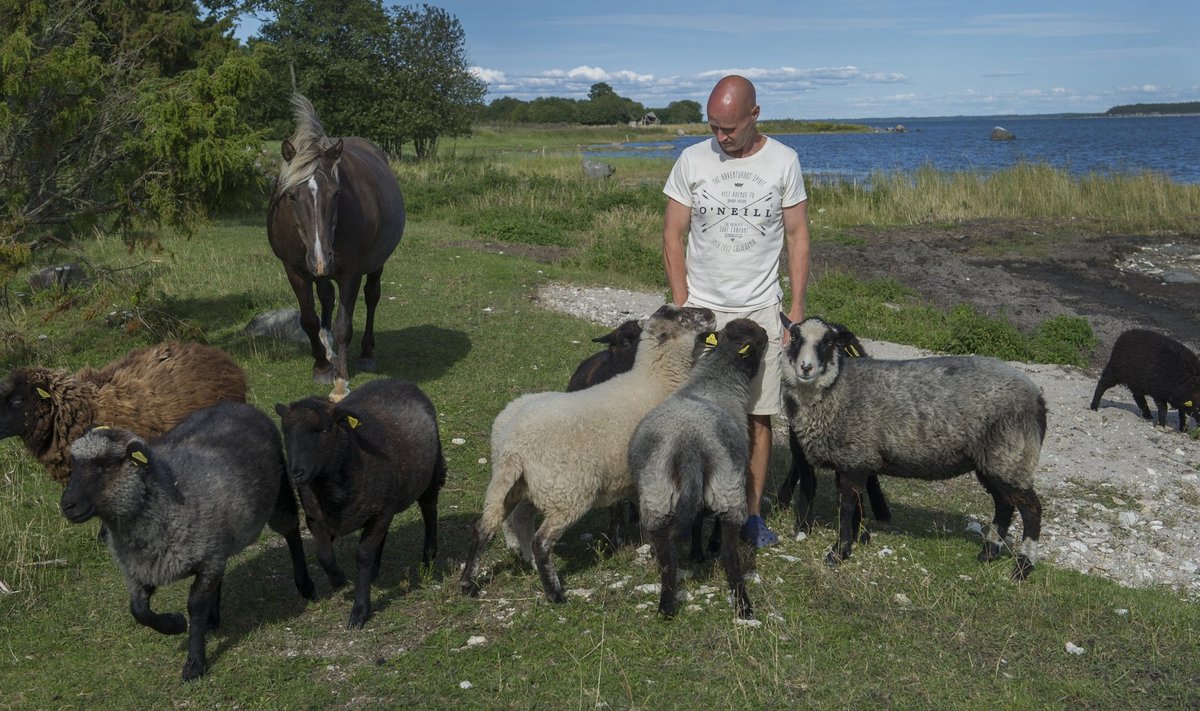 Lalli Tooma mahetalu lambad naudivad iga päev värsket mereõhku ja rannaniidu rohtu. Talu lambaliha jõuab peagi kohalikku poodi müügile.