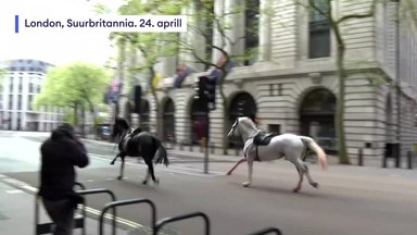 VIDEO | Sõjaväe hobused pääsesid Londoni kesklinnas valla. Neli inimest sai viga