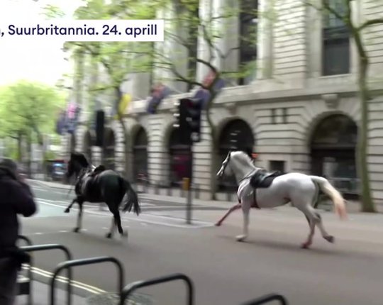 VIDEO | Sõjaväe hobused pääsesid Londoni kesklinnas valla. Neli inimest sai viga