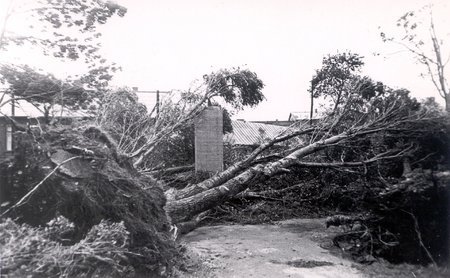 Kuni 35 m/s tormituul, mis lendas Eestis kaks päeva järjest, rebis maapinnast välja suured puud nende juurtega.