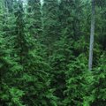 Планы ЕС по сокращению вырубки лесов могут влететь Эстонии в копеечку
