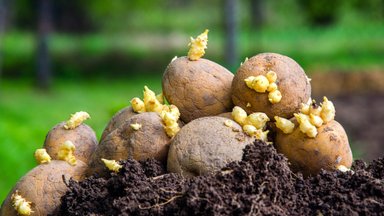 TASUB TEADA | Miks ei tohi toidupoest ostetud kartulit maha panna?