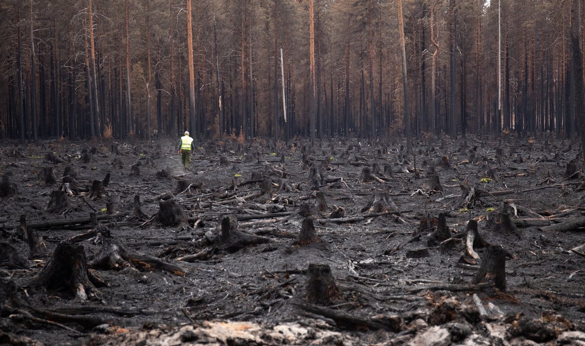 Vikipalu metsapõleng oli viimaste aastate suurim ja seda kustutas 800 inimest.