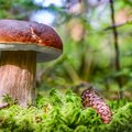 Жители Литвы практикуют опасный способ сбора грибов