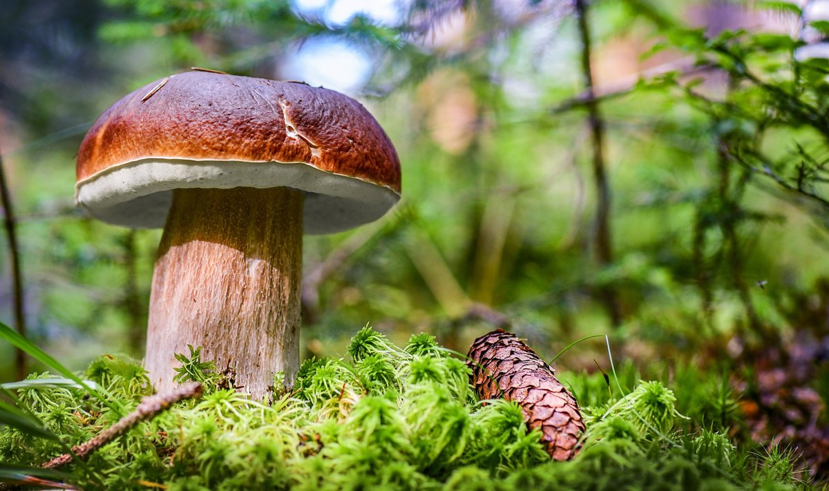 Pärtlipäevast algas seenekorjamise aeg.