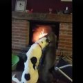 VIDEO: Oh neid armsakesi! Vaata, kui malbelt need kaks koera kamina ees õrnutsevad