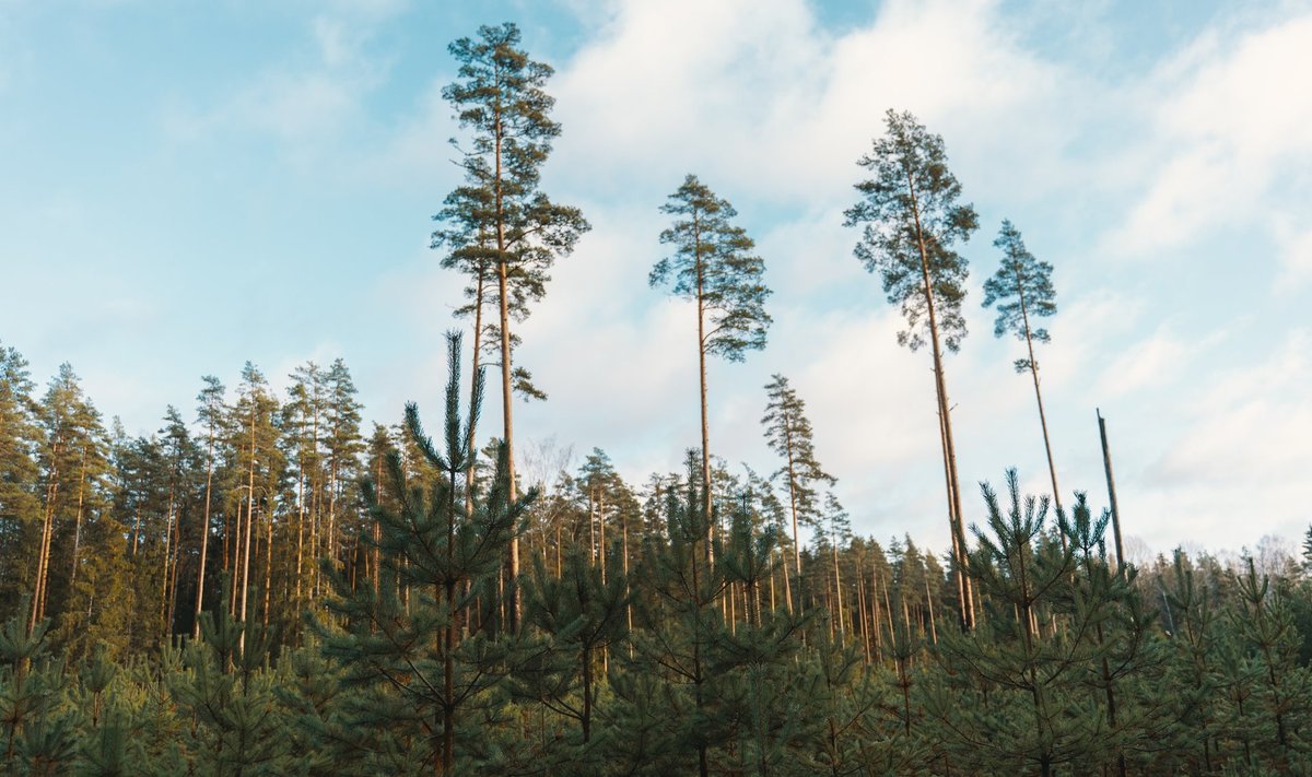 Raiuda tuleb sellises mahus ja viisil ning tagada uue metsapõlve teke, et piirkonnas oleks tagatud ka järeltulevatele põlvedele elujõulised ja erivanuselised metsad.